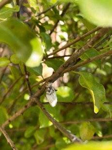 L'Ami des Jardins 1174 LA COCHENILLE AUSTRALIENNE SUR LE « PITTOSPORUM TENUIFOLIUM »