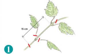 L'Ami des Jardins 1174 BOUTURER LA VIORNE OBIER