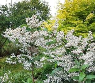 L'Ami des Jardins 1174 UN DEUTZIA EXCEPTIONNEL