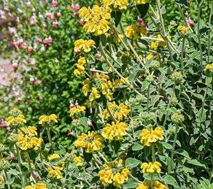 L'Ami des Jardins 1174 BOUTURER LES PHLOMIS ARBUSTIFS