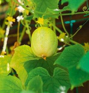 L'Ami des Jardins 1174 CONCOMBRE OU CITRON ?