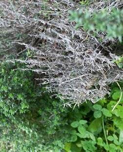 L'Ami des Jardins 1174 LES BRANCHES DU THYM DÉPÉRISSENT
