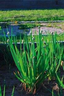 L'Ami des Jardins 1174 PLANTER CIBOULE ET CIBOULETTE