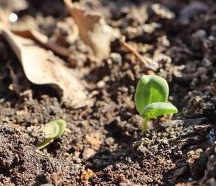 L'Ami des Jardins 1174 GERMINATION HYPOGÉE OU ÉPIGÉE