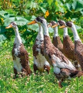 L'Ami des Jardins 1174 DES COUREURS INDIENS CONTRE LES LIMACES