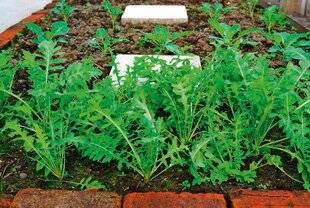 L'Ami des Jardins 1174 TROP CHAUD POUR LE RADIS