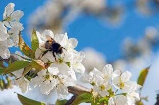 L'Ami des Jardins 1174 PRÉSERVER TOUS LES BUTINEURS