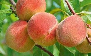 L'Ami des Jardins 1174 QUELQUES PÊCHERS PEU SENSIBLES À LA CLOQUE