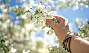 L'Ami des Jardins 1174 SUPPRIMER DES FLEURS