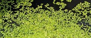 L'Ami des Jardins 1174 LES GÉNÉREUSES LENTILLES D'EAU