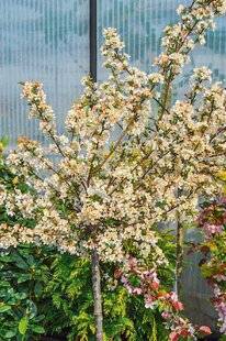 L'Ami des Jardins 1174 PLANTER UN POMMIER NAIN