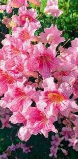 L'Ami des Jardins 1174 DE BELLES TROMPETTES ROSES