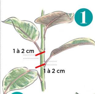 L'Ami des Jardins 1174 BOUTURER UN CAOUTCHOUC À FEUILLES PANACHÉES