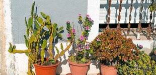 L'Ami des Jardins 1174 TOUTES AU BALCON !