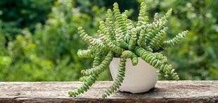 L'Ami des Jardins 1174 TROIS CRASSULAS EN SUSPENSION