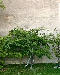 L'Ami des Jardins 1174 Mes kiwis femelles ne fleurissent pas