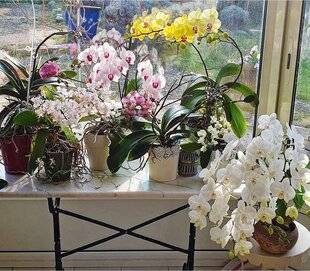 L'Ami des Jardins 1174 COLLECTION D'ORCHIDÉES