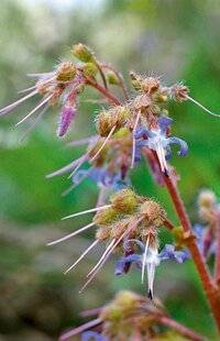 L'Ami des Jardins 1174 Plante mystère