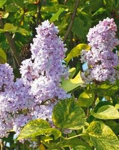 L'Ami des Jardins 1174 LILAS À FEUILLES D'AUCUBA