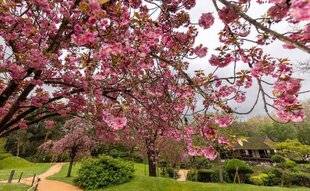 L'Ami des Jardins 1174 Jardin japonais Pierre-Baudis (Haute-Garonne)