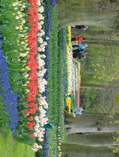 L'Ami des Jardins 1175 L'Ami voyage
