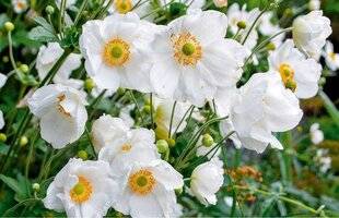 L'Ami des Jardins 1175 LES PLUS BELLES FLORAISONS BLANCHES