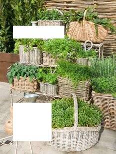 L'Ami des Jardins 1175 Indispensables AROMATIQUES !