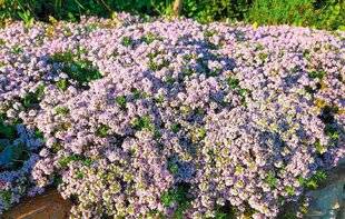 L'Ami des Jardins 1175 Tous les parfums du Midi