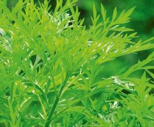 L'Ami des Jardins 1175 Des annuelles incontournables !