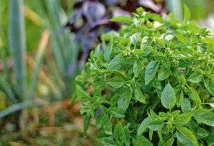 L'Ami des Jardins 1175 Les plantes aromatiques en 10 questions