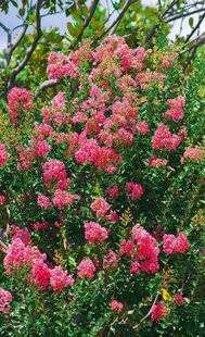 L'Ami des Jardins 1175 Quels lilas des Indes planter en pot ?