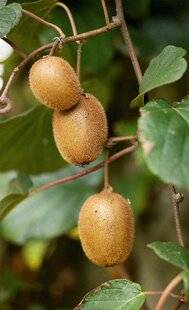 L'Ami des Jardins 1175 Éclaircir les kiwis