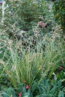 L'Ami des Jardins 1175 UN CHLOROPHYTUM D'EXTÉRIEUR