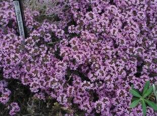 L'Ami des Jardins 1175 UN THYM COUVRE-SOL