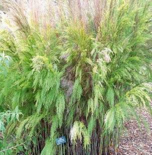 L'Ami des Jardins 1175 LE RHODOCOMA, AU JARDIN OU EN POT