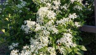 L'Ami des Jardins 1175 UNE CLÉMATITE ATYPIQUE