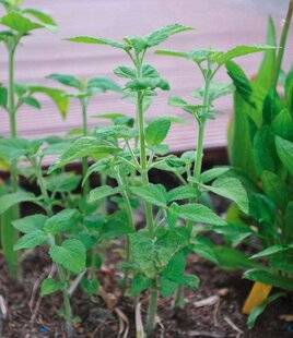 L'Ami des Jardins 1175 BOUTURER LES NÉPÉTAS