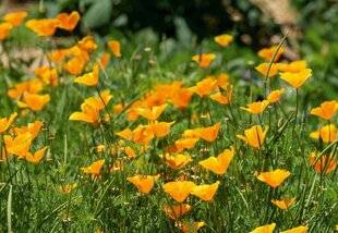 L'Ami des Jardins 1175 SEMER DU PAVOT DE CALIFORNIE