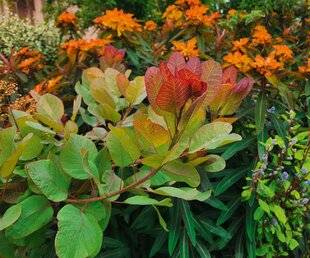 L'Ami des Jardins 1175 LOOK « GRAND SIÈCLE »