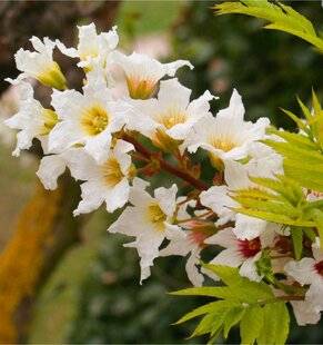 L'Ami des Jardins 1175 ADAPTÉ À CHALEUR ET LA SÉCHERESSE