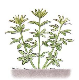 L'Ami des Jardins 1175 TAILLER L'ORANGER DU MEXIQUE