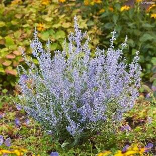 L'Ami des Jardins 1175 UNE SAUGE D'AFGHANISTAN NAINE