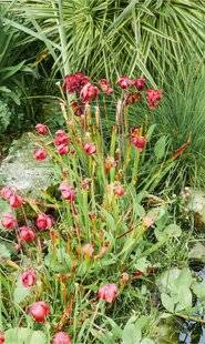 L'Ami des Jardins 1175 ACCUEILLIR DES PLANTES CARNIVORES