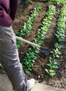 L'Ami des Jardins 1175 SEMER LES HARICOTS EN FONCTION DES DATES DE VOS VACANCES