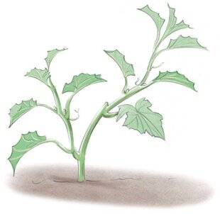 L'Ami des Jardins 1175 COMMENT PINCER LES MELONS