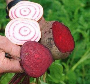 L'Ami des Jardins 1175 GROS PLAN SUR LES BETTERAVES