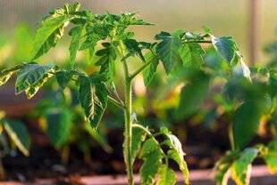 L'Ami des Jardins 1175 POURQUOI MES PIEDS DE TOMATES NE FLEURISSENT-ILS PAS ?