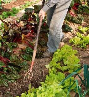 L'Ami des Jardins 1175 Béquillage