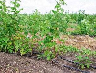 L'Ami des Jardins 1175 ARROSER LES FRAMBOISIERS