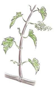 L'Ami des Jardins 1175 COMMENT OBTENIR DES RAISINS PLUS SUCRÉS